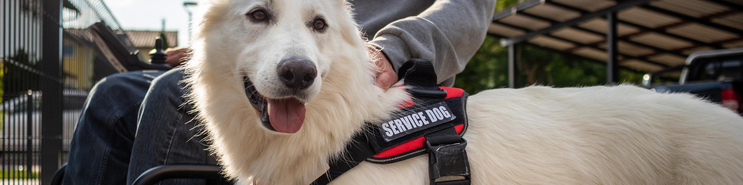 A dog with a service harness