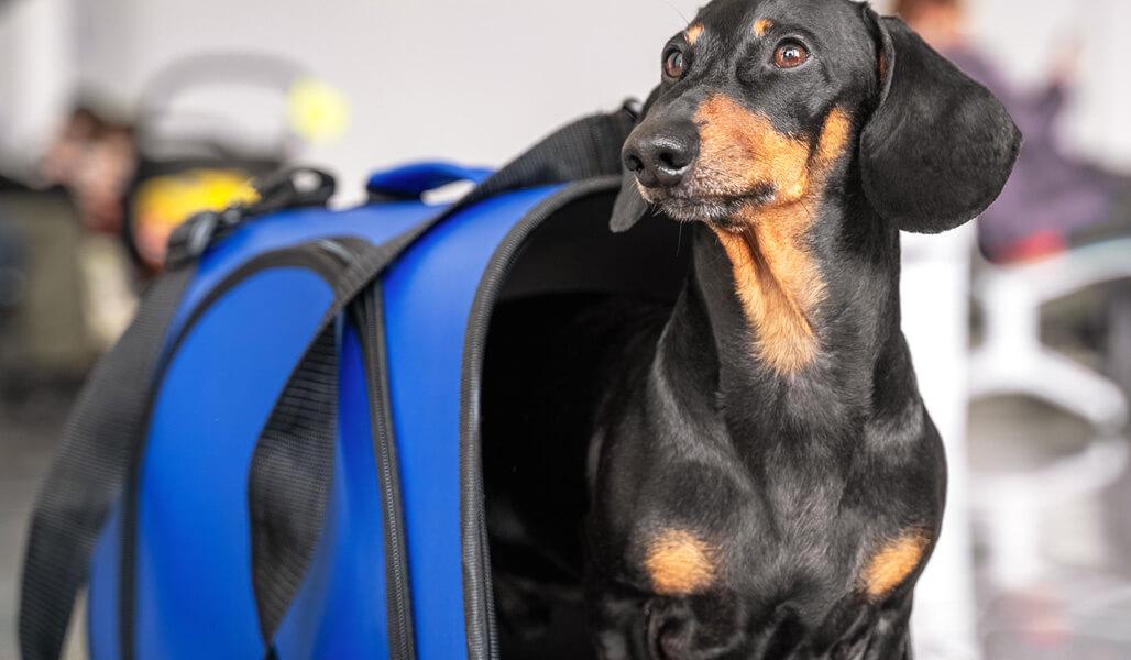 A small dog in a carrier