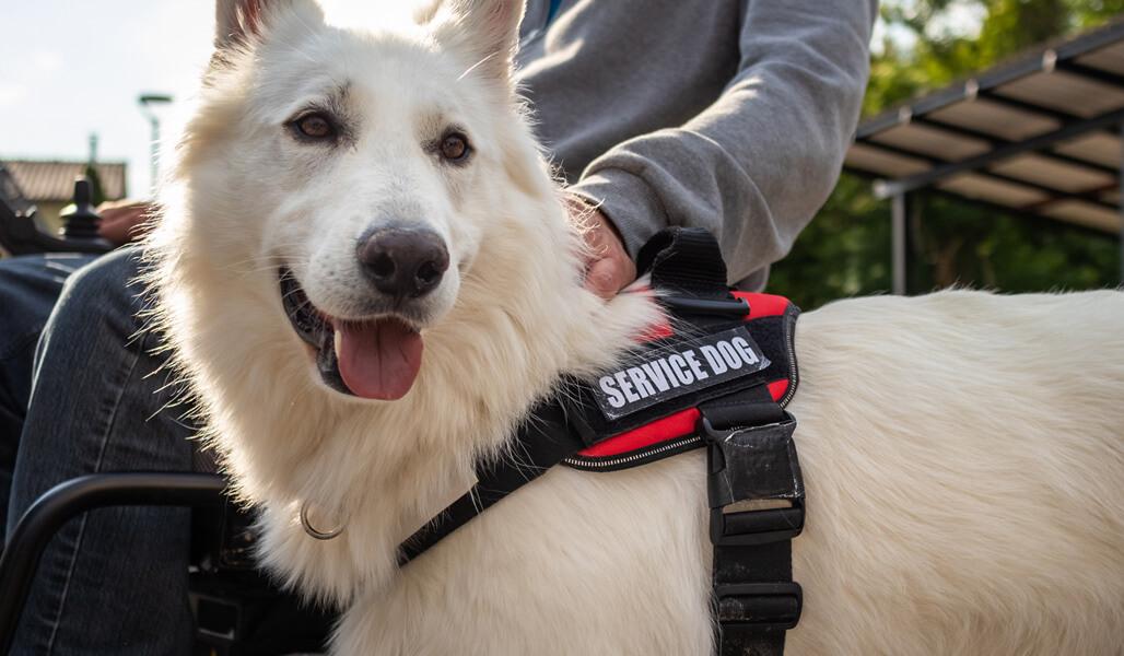 A dog with a service harness